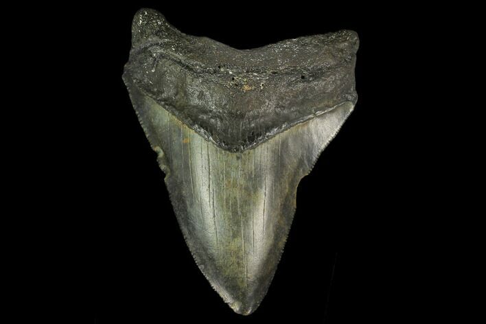 Fossil Megalodon Tooth - North Carolina #131591